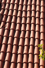 Closeup of terracotta roof tiles with green tree leaves in sunlight. Useful for architecture, exterior, construction, housing, background, home design, sustainability, and Mediterranean themes.