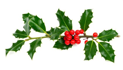 Holly sprig with red berries