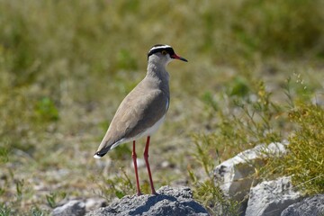 Kronenkiebitz (vanellus coronatus) im Etoscha Nationalpark in Namibia