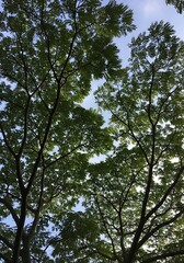 Obraz premium Lush green foliage of trees creates a canopy overhead, casting dappled light on the bright blue sky.