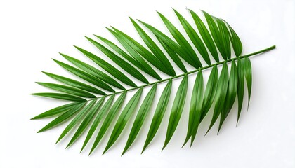 Fototapeta premium Vibrant green palm leaf against white