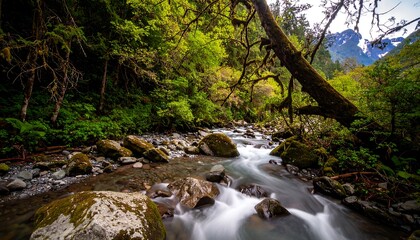 Obraz premium Lush forest stream flowing through rocks