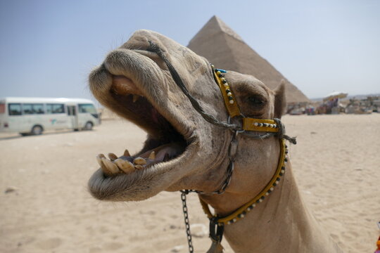 funny portrait of a dromedary in front of pyramid