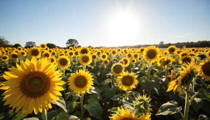 Fototapeta premium field of sunflowers