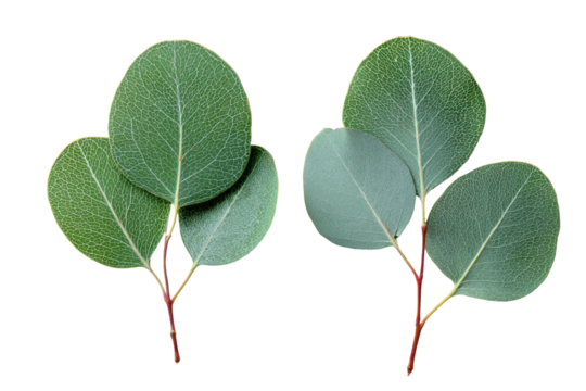 Close-up of two eucalyptus leaf clusters against a black background.  Light-green and greyish-green leaves, circular and slightly overlapping, show intricate veins.  Stems are reddish-brown