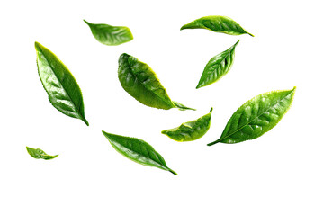 Fresh tea leaves in mid-air, vibrant green