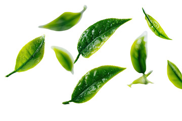 Fresh tea leaves scattered against a black background (1)