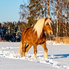 Horse in snowy field