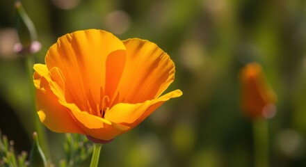 Fototapeta premium Vibrant Orange California Poppy Blooms Gently Swaying in a Softly Blurred Meadow