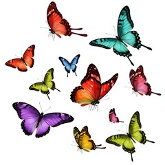Fototapeta premium Premium beautiful colorful bright multicolored tropical butterflies with wings spread and in flight isolated on white background Free Download