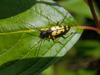 yelow long horn beetle summer garden