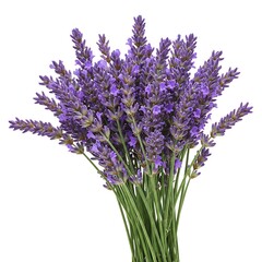 Obraz premium Sprigs of lavender flowers isolated on a white background. Lavender blossoms. Bunch of lavender.