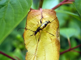 yelow long horn beetle summer garden