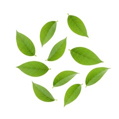 Flying green leaves isolated on white background.