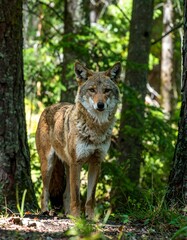 Fototapeta premium Coyote standing in a lush forest with sunlight filtering