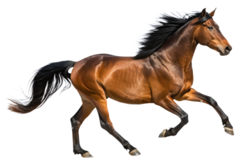 Dynamic brown horse in full gallop, powerfully showcasing athletic precision and fluid motion. Its flowing mane and tail emphasize untamed elegance, embodying pure equine strength