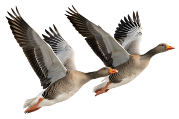 Two wild geese flying in unison against a crisp white background, captured in a dynamic mid-flight pose