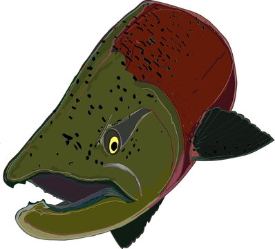 King Salmon in color and in action