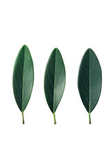 Obraz premium Three dark green leaves, oval shape, aligned vertically, plant, nature, botanical