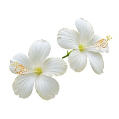 Obraz premium Two White Hibiscus Flowers Isolated on a white background, | High-Quality Stock Image