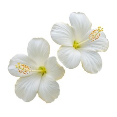 Premium Two White Hibiscus Flowers Isolated on a white background,  Free Download
