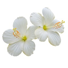 Obraz premium Two White Hibiscus Flowers Isolated on a white background, Photo for Commercial Use