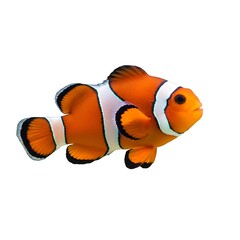 A vibrant orange clownfish with classic white and black stripes is shown in a clear side-profile view, isolated against a pure white background. | High-Quality Stock Image