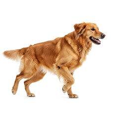 Fototapeta premium Premium Golden Retriever Dog Running Full Body Energetic Isolated on White Background Free Download