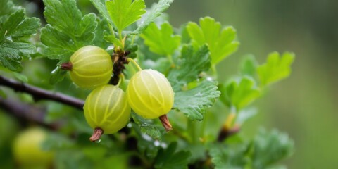 Fototapeta premium Fresh gooseberries ripen on a branch, captured in a close-up shot against a blurred background.
