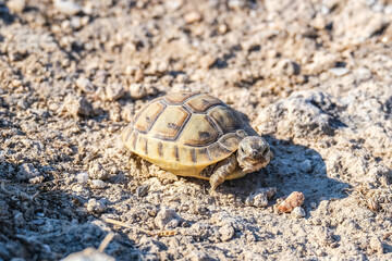 Little steppe tortoise on the dry ground. Reptile crawling on rocky soil in the sun. Wildlife animal in its natural desert habitat.