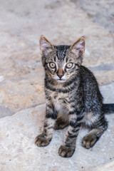 Innocent little kitten on an old stone paved street. Animal shelter concept. Homeless cat in Turkey. Cute adorable pet.