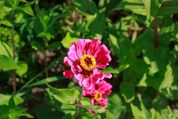 Obraz premium Vibrant Pink Zinnia in Full Bloom