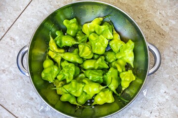 Cambuci pepper Capsicum baccatum, a bell-shaped green pepper with very little heat and very flavorful.
