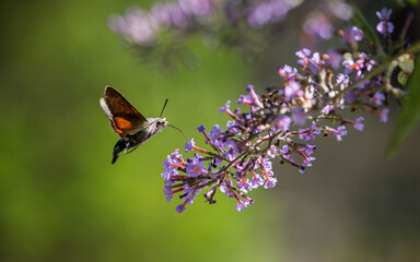 hummingbird hawk-moth feeding on a butterfly bush (Buddleja davidii). Blur background with shallow depth of field