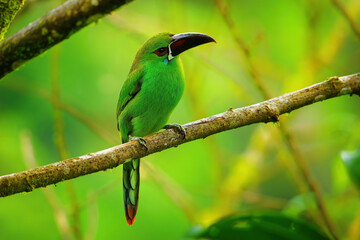 Crimson-rumped toucanet sitting in a tree