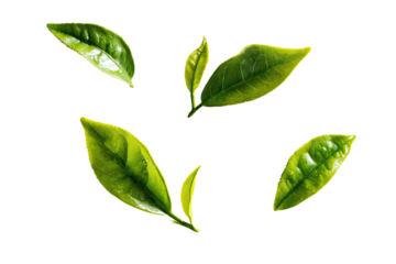 Fresh green tea leaves, slightly out of focus, against a solid black background.  The leaves are bright, vibrant green, with slightly serrated edges.  Sharp focus on the leaves
