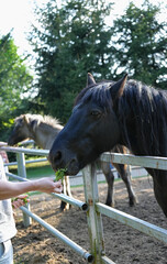 The moment a person feeds a horse green grass
