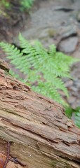 Fern growing next to a large chuck of wood in the forest