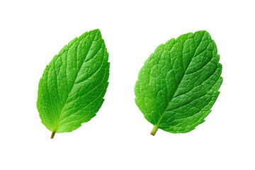 Obraz premium Two vibrant green mint leaves, isolated against black, displaying fine veining