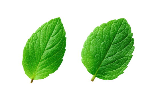 Two vibrant green mint leaves, isolated against black, displaying fine veining