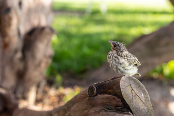 Muscicapa striata Spotted flycatcher young bird
