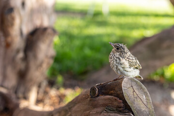 Muscicapa striata Spotted flycatcher young bird