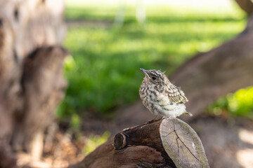 Muscicapa striata Spotted flycatcher young bird