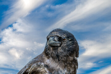 Close up Portrait of a Black Crow against a partly cloudy blue sky with copy space
