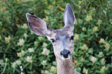 Calm friendly mule deer making eye contact while listening in two directions.  Photo taken near Simi Valley California.