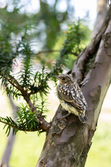 Muscicapa striata Spotted flycatcher young bird