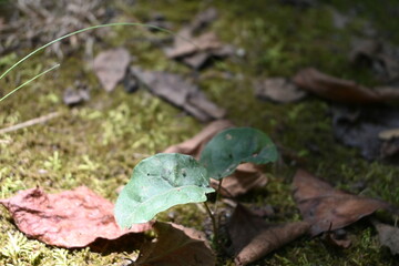 Small plant illuminated by sunlight