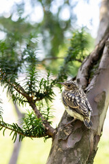 Muscicapa striata Spotted flycatcher young bird