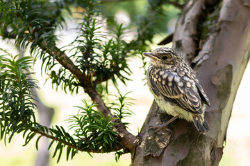 Muscicapa striata Spotted flycatcher young bird