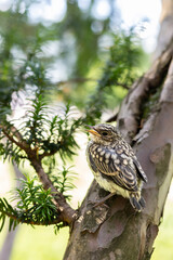 Muscicapa striata Spotted flycatcher young bird